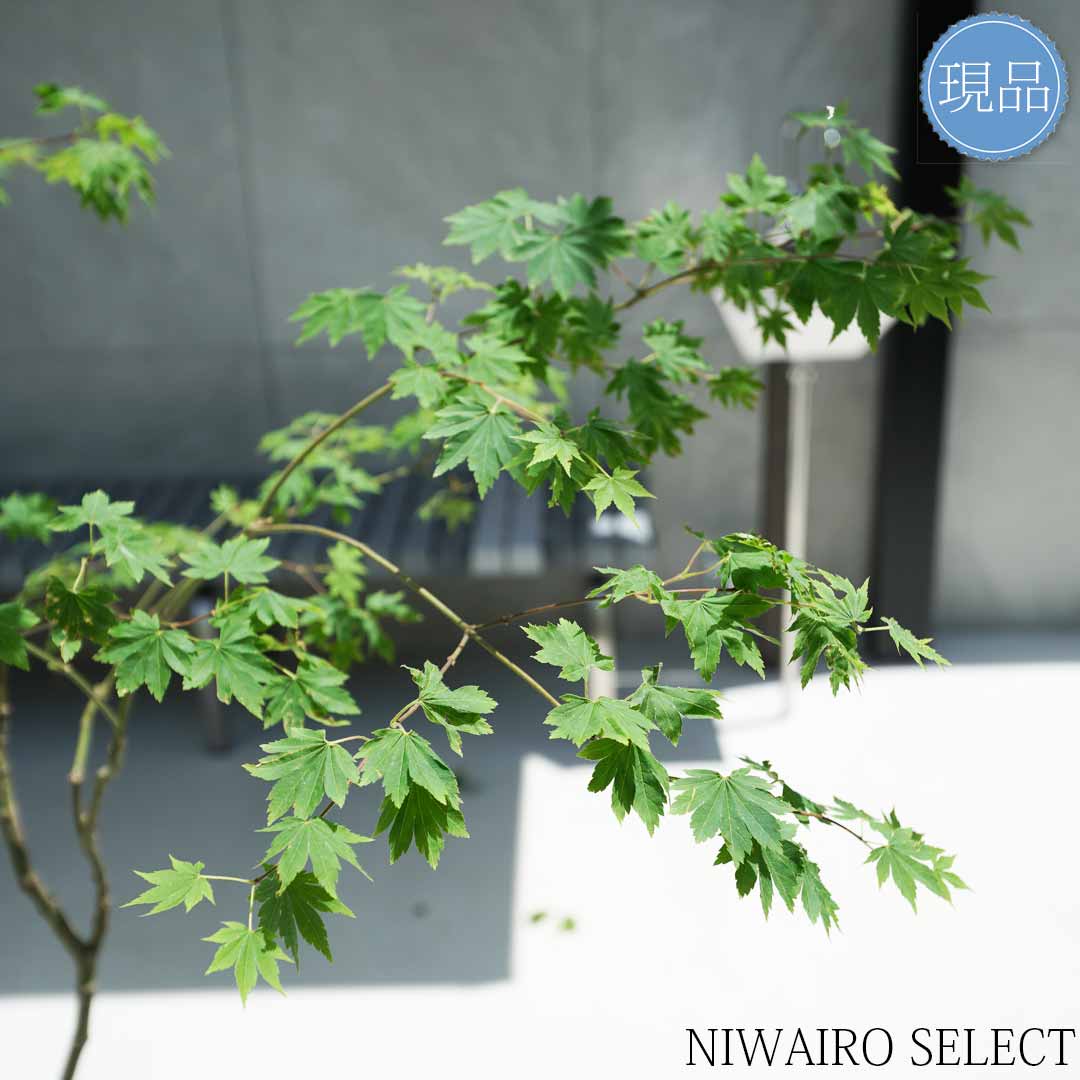 楽天市場】【現品】山採り【コハウチワカエデ】小羽団扇楓 株立ち 自然