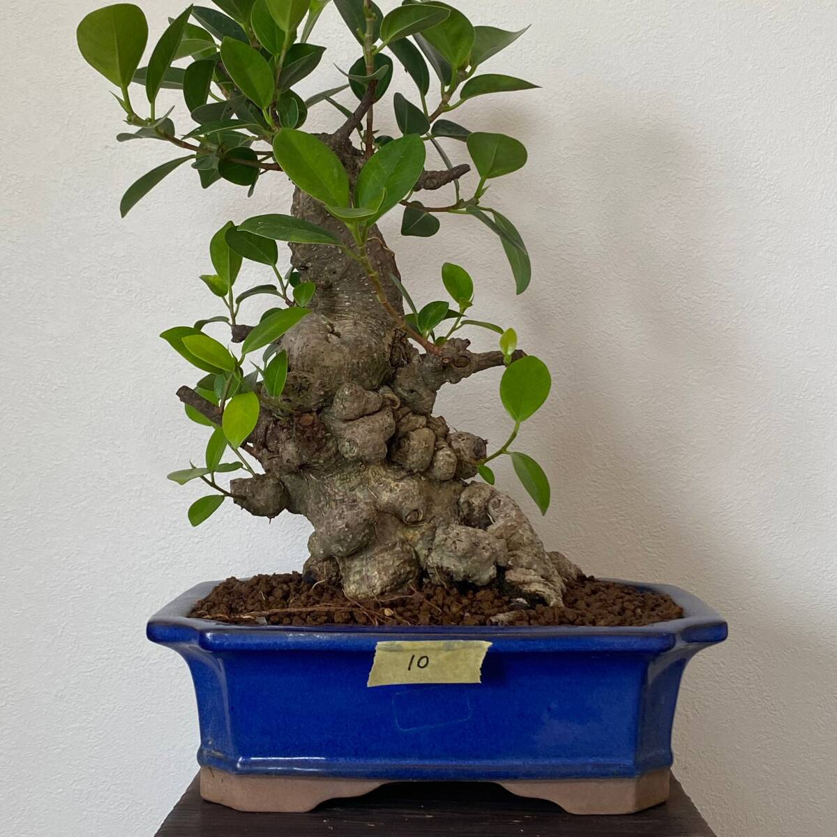 Yahoo!オークション - 大株 イボガジュマル 10 Ficus microcarpa 8号鉢