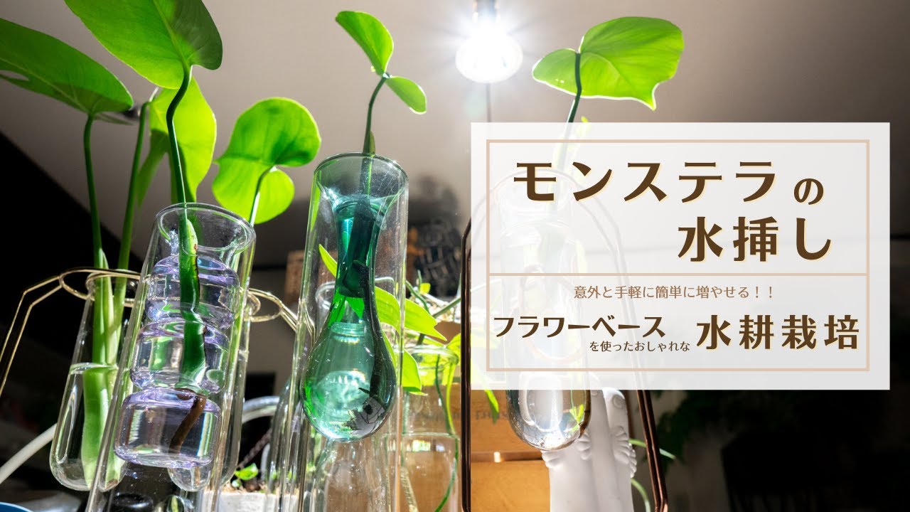 Monstera Water Pot] Increase your Monstera! Stylish hydroponic
