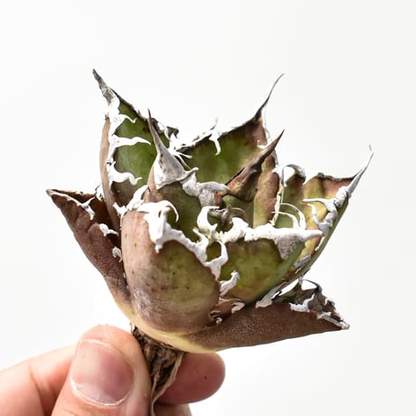 アガベシーザー | STORES