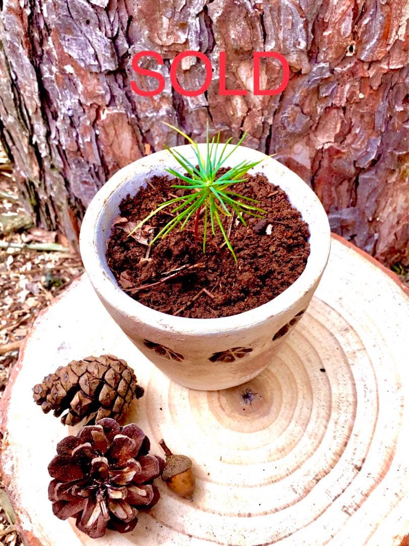 【赤松一年生/苗木】縁起物/天然赤松/松/里山自生/野生/一年生/苗/檜原村産 赤松一年生/苗木】縁起物/天然赤松/松/里山自生/野生/一年生/苗/檜原村産