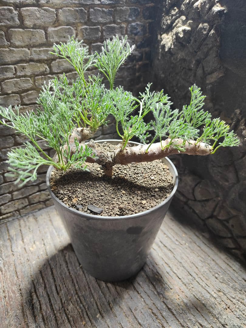 サウコカウロン　ペニクリナム　大株 サルコカウロン・ペニクリナムとムルチフィズムの種まきから開花までの